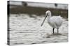 White Spoonbill (Platalea Leucorodia) Feeding with Water Dripping from Bill, Brownsea Island, UK-Bertie Gregory-Stretched Canvas