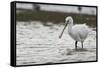 White Spoonbill (Platalea Leucorodia) Feeding with Water Dripping from Bill, Brownsea Island, UK-Bertie Gregory-Framed Stretched Canvas