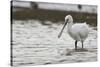 White Spoonbill (Platalea Leucorodia) Feeding with Water Dripping from Bill, Brownsea Island, UK-Bertie Gregory-Stretched Canvas