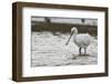 White Spoonbill (Platalea Leucorodia) Feeding with Water Dripping from Bill, Brownsea Island, UK-Bertie Gregory-Framed Photographic Print