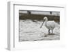 White Spoonbill (Platalea Leucorodia) Feeding with Water Dripping from Bill, Brownsea Island, UK-Bertie Gregory-Framed Photographic Print