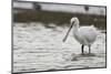 White Spoonbill (Platalea Leucorodia) Feeding with Water Dripping from Bill, Brownsea Island, UK-Bertie Gregory-Mounted Photographic Print