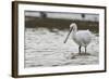 White Spoonbill (Platalea Leucorodia) Feeding with Water Dripping from Bill, Brownsea Island, UK-Bertie Gregory-Framed Photographic Print