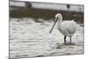 White Spoonbill (Platalea Leucorodia) Feeding with Water Dripping from Bill, Brownsea Island, UK-Bertie Gregory-Mounted Photographic Print