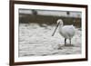White Spoonbill (Platalea Leucorodia) Feeding with Water Dripping from Bill, Brownsea Island, UK-Bertie Gregory-Framed Photographic Print