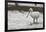 White Spoonbill (Platalea Leucorodia) Feeding with Water Dripping from Bill, Brownsea Island, UK-Bertie Gregory-Framed Photographic Print