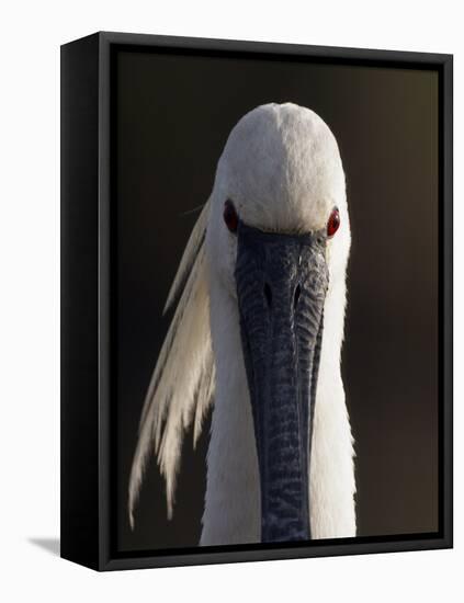 White Spoonbill (Platalea Leucorodia) Portrait, Pusztaszer, Hungary, May 2008-Varesvuo-Framed Stretched Canvas