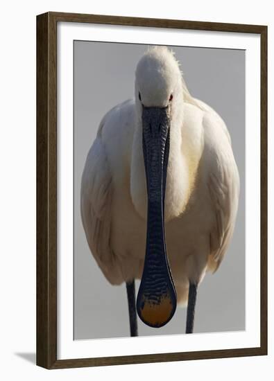 White Spoonbill (Platalea Leucorodia) Portrait, Pusztaszer, Hungary, May 2008-Varesvuo-Framed Premium Photographic Print