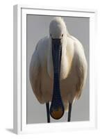 White Spoonbill (Platalea Leucorodia) Portrait, Pusztaszer, Hungary, May 2008-Varesvuo-Framed Premium Photographic Print