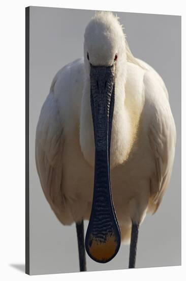 White Spoonbill (Platalea Leucorodia) Portrait, Pusztaszer, Hungary, May 2008-Varesvuo-Stretched Canvas