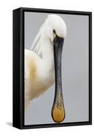 White Spoonbill (Platalea Leucorodia) Portrait, Pusztaszer, Hungary, May 2008-Varesvuo-Framed Stretched Canvas