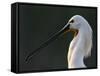 White Spoonbill (Platalea Leucorodia) Portrait, Pusztaszer, Hungary, May 2008-Varesvuo-Framed Stretched Canvas