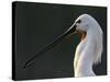 White Spoonbill (Platalea Leucorodia) Portrait, Pusztaszer, Hungary, May 2008-Varesvuo-Stretched Canvas