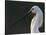 White Spoonbill (Platalea Leucorodia) Portrait, Pusztaszer, Hungary, May 2008-Varesvuo-Stretched Canvas