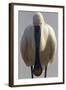 White Spoonbill (Platalea Leucorodia) Portrait, Pusztaszer, Hungary, May 2008-Varesvuo-Framed Photographic Print