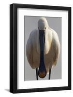 White Spoonbill (Platalea Leucorodia) Portrait, Pusztaszer, Hungary, May 2008-Varesvuo-Framed Photographic Print