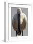 White Spoonbill (Platalea Leucorodia) Portrait, Pusztaszer, Hungary, May 2008-Varesvuo-Framed Photographic Print