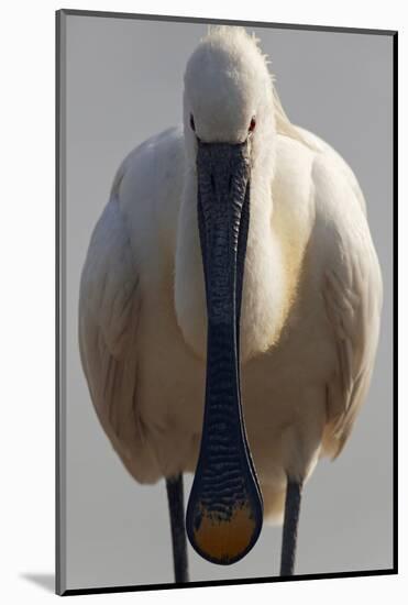 White Spoonbill (Platalea Leucorodia) Portrait, Pusztaszer, Hungary, May 2008-Varesvuo-Mounted Photographic Print