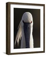 White Spoonbill (Platalea Leucorodia) Portrait, Pusztaszer, Hungary, May 2008-Varesvuo-Framed Photographic Print