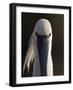 White Spoonbill (Platalea Leucorodia) Portrait, Pusztaszer, Hungary, May 2008-Varesvuo-Framed Photographic Print