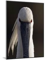 White Spoonbill (Platalea Leucorodia) Portrait, Pusztaszer, Hungary, May 2008-Varesvuo-Mounted Photographic Print