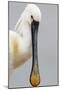 White Spoonbill (Platalea Leucorodia) Portrait, Pusztaszer, Hungary, May 2008-Varesvuo-Mounted Photographic Print