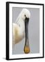 White Spoonbill (Platalea Leucorodia) Portrait, Pusztaszer, Hungary, May 2008-Varesvuo-Framed Photographic Print