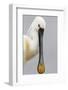 White Spoonbill (Platalea Leucorodia) Portrait, Pusztaszer, Hungary, May 2008-Varesvuo-Framed Photographic Print