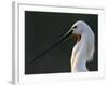 White Spoonbill (Platalea Leucorodia) Portrait, Pusztaszer, Hungary, May 2008-Varesvuo-Framed Photographic Print