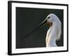 White Spoonbill (Platalea Leucorodia) Portrait, Pusztaszer, Hungary, May 2008-Varesvuo-Framed Photographic Print