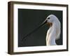 White Spoonbill (Platalea Leucorodia) Portrait, Pusztaszer, Hungary, May 2008-Varesvuo-Framed Photographic Print