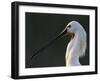 White Spoonbill (Platalea Leucorodia) Portrait, Pusztaszer, Hungary, May 2008-Varesvuo-Framed Photographic Print