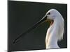 White Spoonbill (Platalea Leucorodia) Portrait, Pusztaszer, Hungary, May 2008-Varesvuo-Mounted Photographic Print