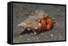 White-Spotted Hermit Crab-Hal Beral-Framed Stretched Canvas