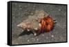 White-Spotted Hermit Crab-Hal Beral-Framed Stretched Canvas