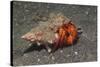 White-Spotted Hermit Crab-Hal Beral-Stretched Canvas