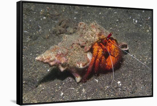 White-Spotted Hermit Crab-Hal Beral-Framed Stretched Canvas