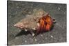 White-Spotted Hermit Crab-Hal Beral-Stretched Canvas