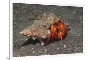 White-Spotted Hermit Crab-Hal Beral-Framed Photographic Print