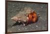 White-Spotted Hermit Crab-Hal Beral-Framed Photographic Print