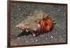 White-Spotted Hermit Crab-Hal Beral-Framed Photographic Print