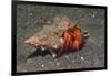 White-Spotted Hermit Crab-Hal Beral-Framed Photographic Print