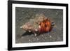 White-Spotted Hermit Crab-Hal Beral-Framed Photographic Print