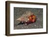 White-Spotted Hermit Crab-Hal Beral-Framed Photographic Print