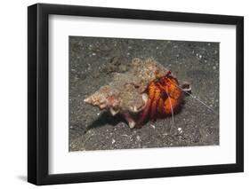 White-Spotted Hermit Crab-Hal Beral-Framed Photographic Print