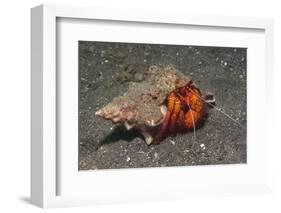 White-Spotted Hermit Crab-Hal Beral-Framed Photographic Print