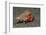 White-Spotted Hermit Crab-Hal Beral-Framed Photographic Print