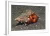 White-Spotted Hermit Crab-Hal Beral-Framed Photographic Print