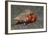 White-Spotted Hermit Crab-Hal Beral-Framed Photographic Print