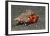 White-Spotted Hermit Crab-Hal Beral-Framed Photographic Print